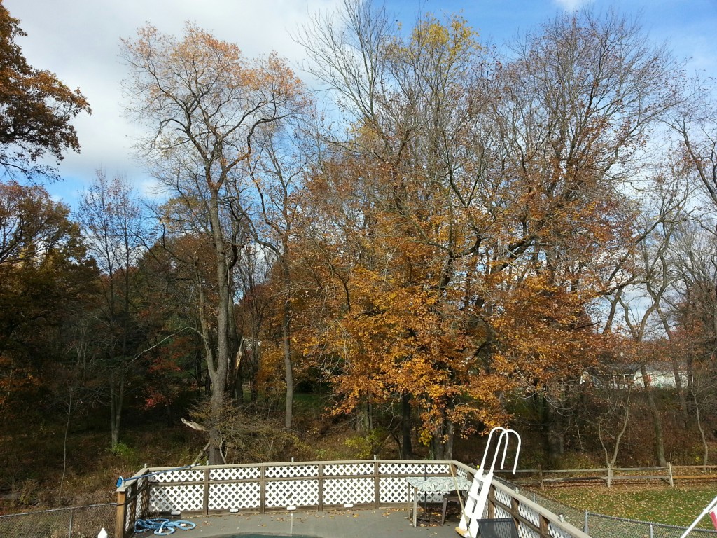 trees in woods